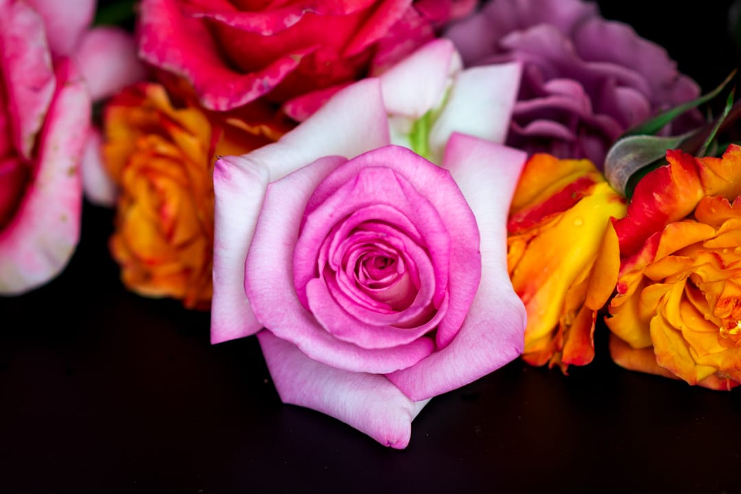 Extreme macro photography close-up of a blooming rose, marigolds, and other floral arrangements for a private Chipper & Cheeky photoshoot in Santa Clarita Valley.