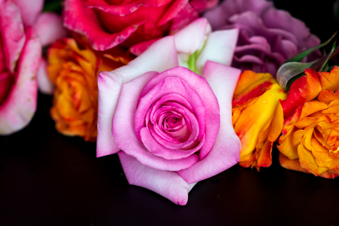 Extreme macro photography close-up of a blooming rose, marigolds, and other floral arrangements for a private Chipper & Cheeky photoshoot in Santa Clarita Valley.